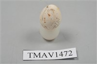 藏品(白頰山雀卵)的圖片